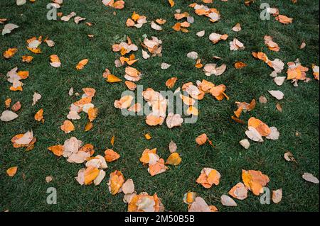 Trockenes gelbes Ahornblatt, das im Herbstpark auf grünes Gras gefallen ist Stockfoto
