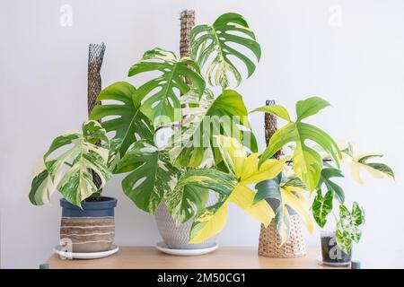 Ein Bild von Sammlungen wunderschöner, seltener bunter Pflanzen, Monstera albo, bunter Monstera, Philodendron florida Schönheit und variegierte Alozasie Stockfoto