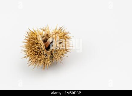 Süße Kastaniensamen in den schützenden Stachelschalen. Castanea-Sativa-Kerne in einem auf weißem Hintergrund isolierten Spiky-Seed-Fall. Stockfoto