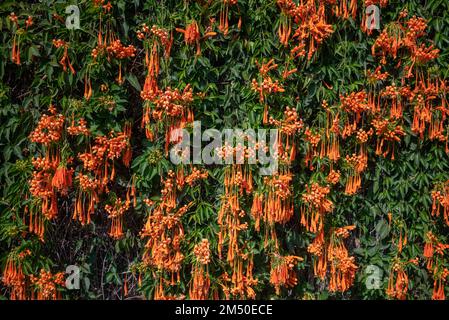 Flamevine orangefarbene Blumenwand. Grüne Blätter und leuchtende Blüten Stockfoto