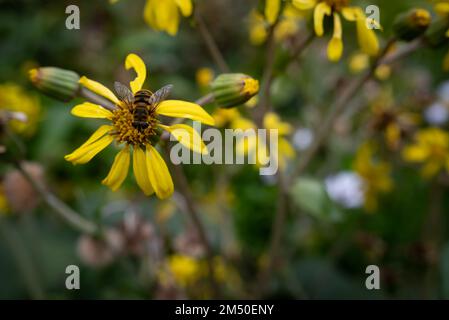 Meist verschwommene gelbe Blumen auf dunkelgrünem Laubhintergrund. Eine befruchtende Biene Stockfoto