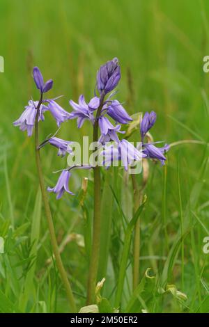 Natürliche Nahaufnahme auf einer aufstrebenden spanischen Blume, Hyacinthoides hispanica, im Gras Stockfoto