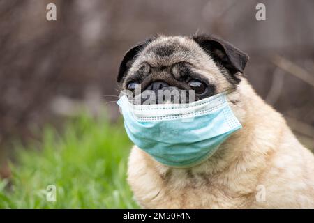 Ein Pug Dog in einer medizinischen Maske während der Covid-19-Pandemie auf einem Spaziergang auf dem Gras im Park im Frühjahr 2021 Stockfoto