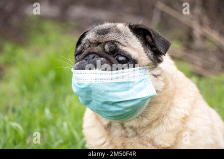 Ein Kuschelhund in einer medizinischen Maske während der Covid-19-Pandemie auf einem Spaziergang auf dem Gras im Park im Frühjahr 2021.. Stockfoto