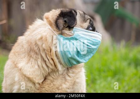 Ein Pug Dog in einer medizinischen Maske während der Covid-19-Pandemie auf einem Spaziergang auf dem Gras im Park im Frühjahr 2021 Stockfoto