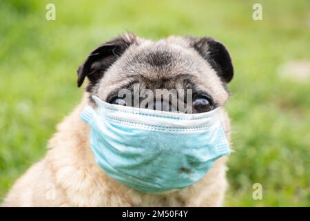 Ein Pug Dog in einer medizinischen Maske während der Covid-19-Pandemie auf einem Spaziergang auf dem Gras im Park im Frühjahr 2021 Stockfoto