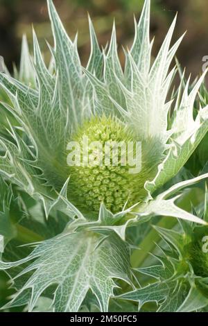 Detaillierte Nahaufnahme von Miss Willmotts Geist, Eryngium giganteum, blühende Pflanze im Garten Stockfoto