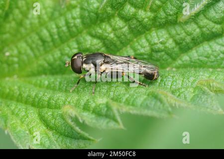 Natürliche Nahaufnahme auf einer dickbeinigen Schwebfliege, Syritta pipiens auf einem grünen Blatt im Garten sitzend Stockfoto