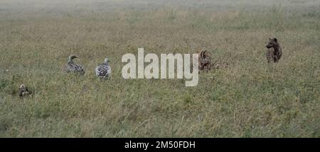 Hyänen und Geier neben einem Kadaver in der Grassavanne in Tansania, in der Dämmerung. Stockfoto