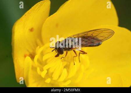 Natürliche Nahaufnahme eines gewöhnlichen kurzen Melanostoma-Mellinum-Hoverfly auf einer gelben Butterblume Stockfoto