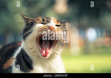 Katze mit weit offenem Mund im Freien Stockfoto