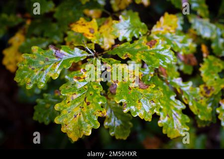 Asturien, Spanien - 31. Oktober 2021 : Eichenblätter im Herbst Stockfoto