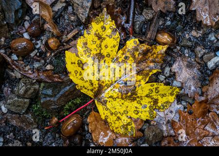 Asturien, Spanien - 31. Oktober 2021 : Ahornblatt in Herbstgelb Stockfoto