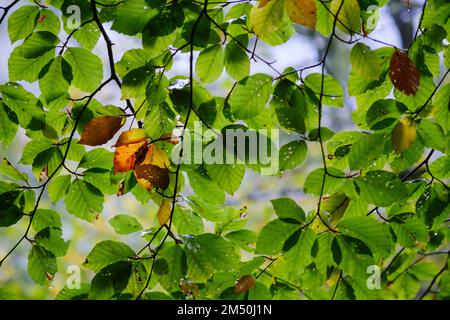 Asturien, Spanien - 31. Oktober 2021 : Umstellung auf den Herbst bei Buchenblättern Stockfoto