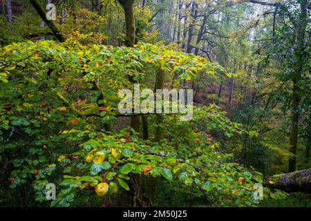 Asturien, Spanien - 31. Oktober 2021 : der Buchenbaum wechselt in die Herbstfarben Stockfoto