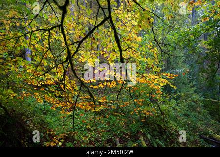 Asturien, Spanien - 31. Oktober 2021 : Buche in Herbstfarben Stockfoto