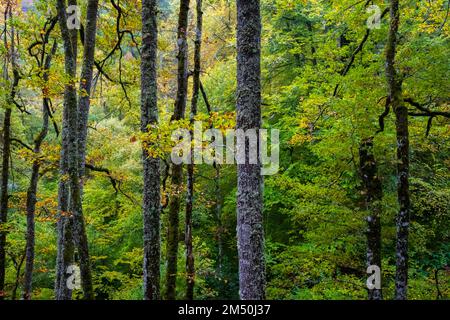 Asturien, Spanien - 31. Oktober 2021 : Eichenbäume im Herbst Stockfoto