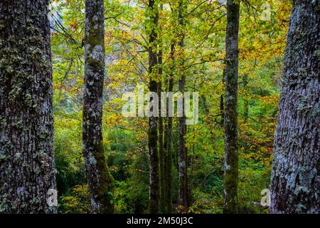 Asturien, Spanien - 31. Oktober 2021 : Eichenbäume im Herbst Stockfoto