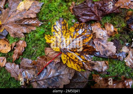 Asturien, Spanien - 31. Oktober 2021 : Ahornblatt in Herbstgelb Stockfoto