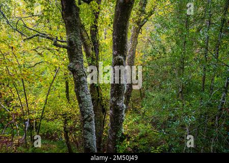 Asturien, Spanien - 31. Oktober 2021 : der Buchenbaum wechselt in die Herbstfarben Stockfoto