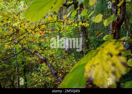 Asturien, Spanien - 31. Oktober 2021 : Buche in Herbstfarben Stockfoto