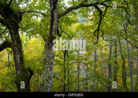 Asturien, Spanien - 31. Oktober 2021 : Eichenbäume im Herbst Stockfoto