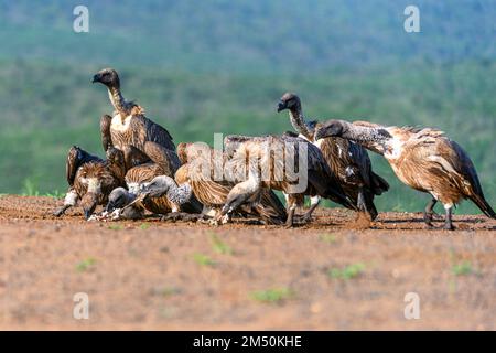 Fütterung von Geiern mit weißem Bart (Gyps africanus). Foto aus Zimanga, Südafrika. Stockfoto