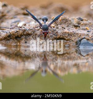 Schwarze Schlammwaspe (Delta emarginatum) aus Zimanga, Südafrika. Stockfoto