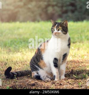 Im israelischen Sommerpark auf dem Boden sitzende Bastardkatze Stockfoto