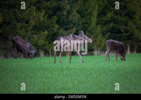 Idyllische Eleganz Stockfoto