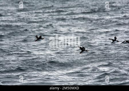 Papageientaucher, die über die Wellen der Norwegischen See vor der Küste der Insel Andøya in der Norwegischen See fliegen. Stockfoto