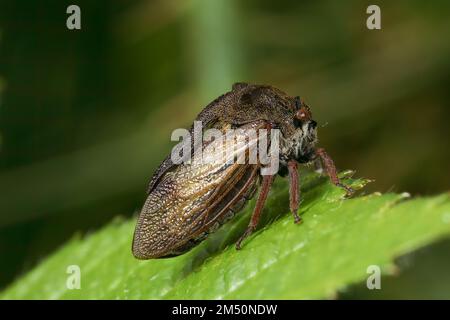 Eine von 2 Arten von britischen Baumhauern (Membracidae) - wahre Insekten, die oft seltsame Projektionen auf ihren Brustbeinen haben. Stockfoto