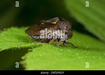 Eine von 2 Arten von britischen Baumhauern (Membracidae) - wahre Insekten, die oft seltsame Projektionen auf ihren Brustbeinen haben. Stockfoto