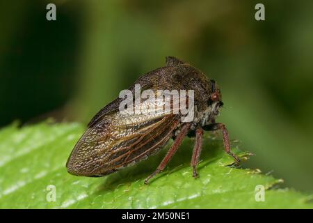 Eine von 2 Arten von britischen Baumhauern (Membracidae) - wahre Insekten, die oft seltsame Projektionen auf ihren Brustbeinen haben. Stockfoto