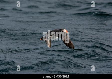 Papageientaucher, die über die Wellen der Norwegischen See vor der Küste der Insel Andøya in der Norwegischen See fliegen. Stockfoto