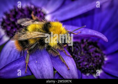 Natürliche Nahaufnahme auf einer Queen Buff-Tailed Humblebee , Bombus terrestris , die auf Vegetation sitzt Stockfoto