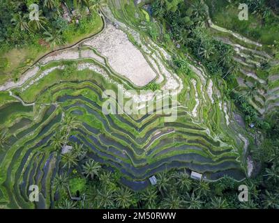 Tegallalang Reisterrassen, Ubud, Bali, Indonesien. Draufsicht Drohnenaufnahme von rauschenden Reisfeldern. Malerischer Blick auf die Natur Indonesiens. Schönheit von Stockfoto