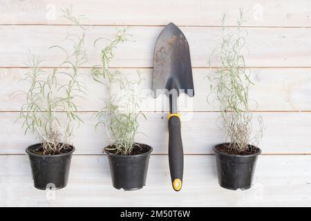 Helichrysum-Pflanze im Topf mit Schaufel. Currypflanze, silberne italicum, die flach liegt. Als Gewürz verwendet Stockfoto