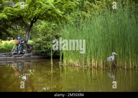 Park, Reiher in Schilf, Fahrrad lehnt sich an einen Baum Stockfoto