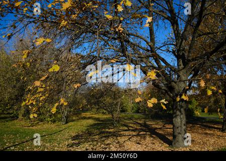 Eiche (Quercus robur) mit gelben Blättern an einem sonnigen Herbsttag. Kolomenskoye Museum-Reserve, Moskau, Russland. Stockfoto