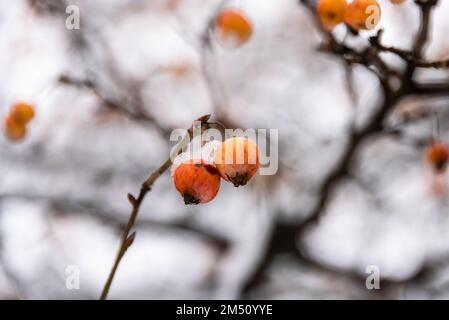 Winter gefrorene Beeren mit Schnee und Rauhreif bedeckt an einem Ast Stockfoto