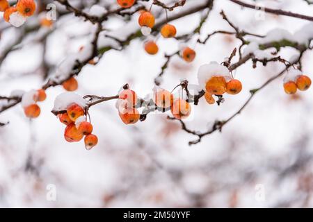 Winter gefrorene Beeren mit Schnee und Rauhreif bedeckt an einem Ast Stockfoto