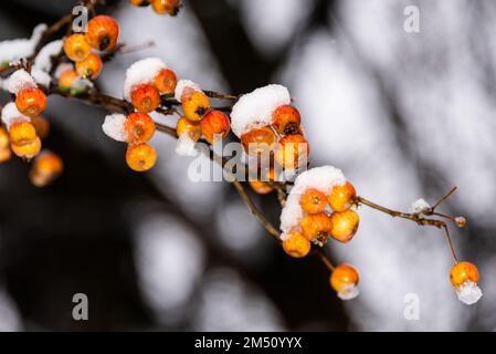 Winter gefrorene Beeren mit Schnee und Rauhreif bedeckt an einem Ast Stockfoto