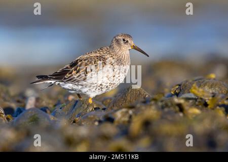 Violetter Sandpiper (Calidris maritima), Seitenansicht eines Erwachsenen an der Küste, Hauptstadtregion, Island Stockfoto