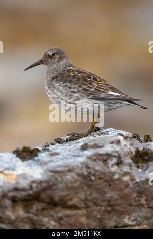 Purple Sandpiper (Calidris maritima), Seitenansicht eines Erwachsenen, der auf einem Felsen steht, Nordosten, Island Stockfoto