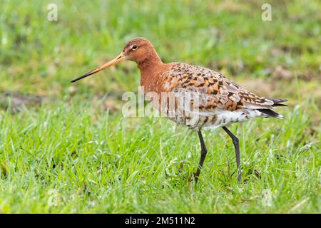 Blakenschwanzgöttchen (Limosa limosa islandica), Seitenansicht eines auf dem Boden stehenden Erwachsenen, Südliche Region, Island Stockfoto