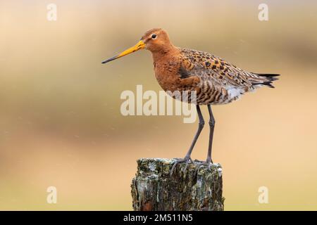 Blakenschwanzgöttchen (Limosa limosa islandica), Seitenansicht eines Erwachsenen auf einem Pfosten, Südliche Region, Island Stockfoto