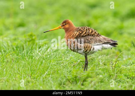 Blakenschwanzgöttchen (Limosa limosa islandica), Seitenansicht eines auf dem Boden stehenden Erwachsenen, Südliche Region, Island Stockfoto