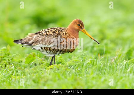 Blakenschwanzgöttchen (Limosa limosa islandica), Seitenansicht eines auf dem Boden stehenden Erwachsenen, Südliche Region, Island Stockfoto