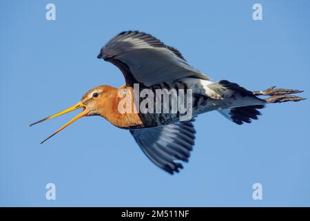 Blakenschwanzgöttchen (Limosa limosa islandica), Seitenansicht eines Erwachsenen auf einem Pfosten, Südliche Region, Island Stockfoto